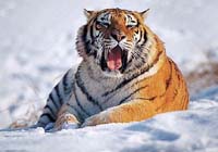 Manchurian Tiger