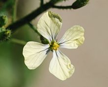 Arugula