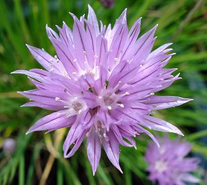 Chives