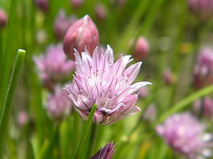 Chives