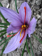 Saffron