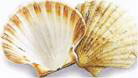 Coquilles St. Jacques