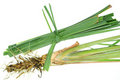 Lemon grass